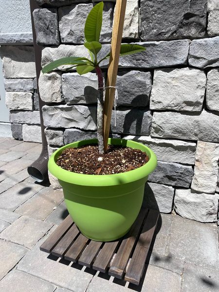 Plant stand